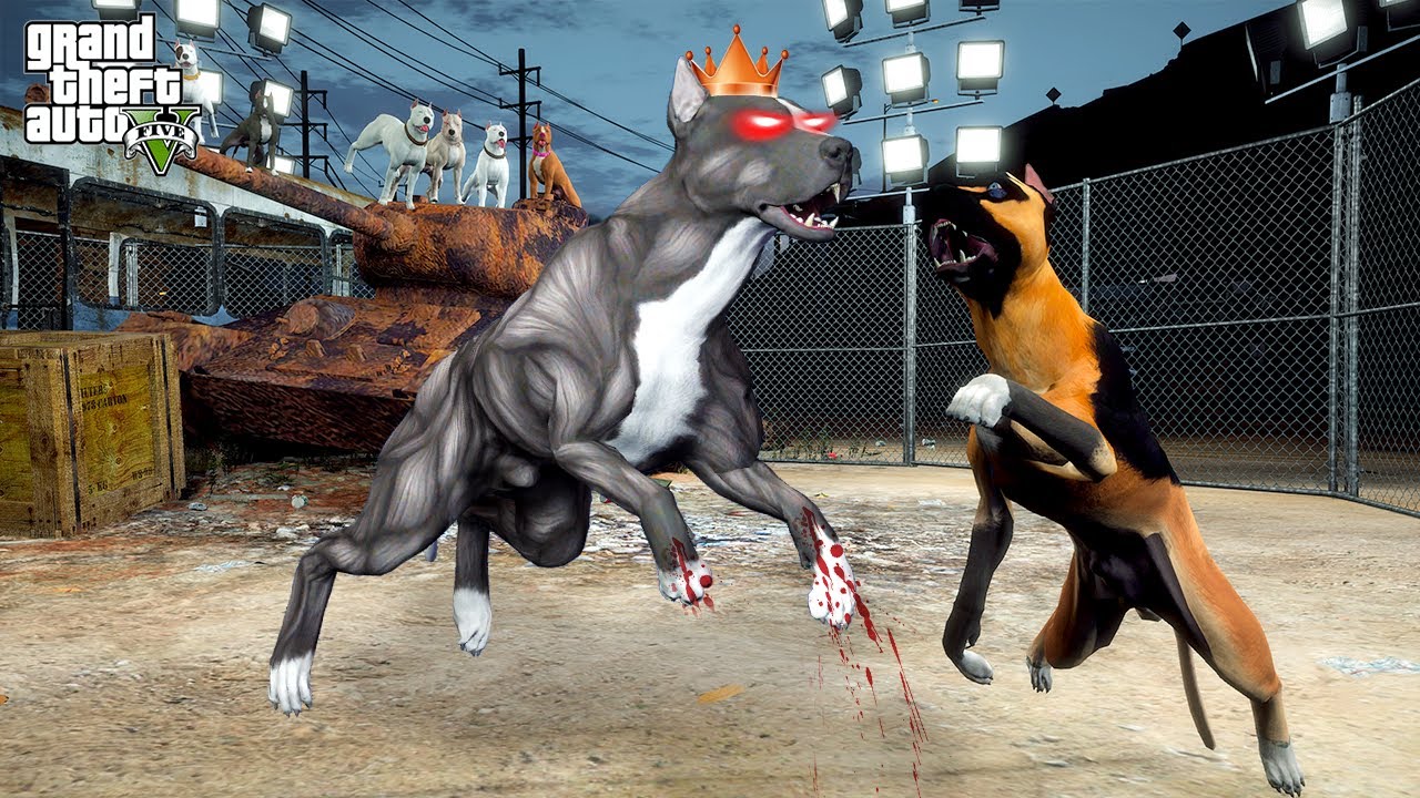 KRAL PİTBULL TERMİNATÖR ARENALARA GERİ DÖNDÜ! ROLLO'YLA DÖVÜŞ! - GTA 5