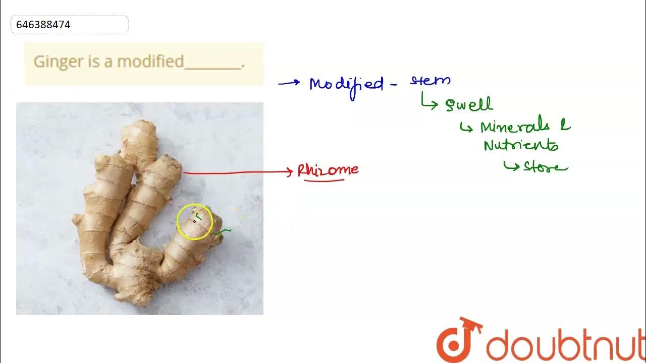 Ginger is a modified________. CLASS 6 STRUCTURE AND FUNCTIONS OF