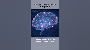 The Brain: A Supercomputer in Our Heads