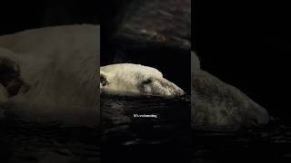 "SUPER SWIMMING BEAR?! 😱🐻‍❄️" #funlearning #kidseducatio #facts #shorts