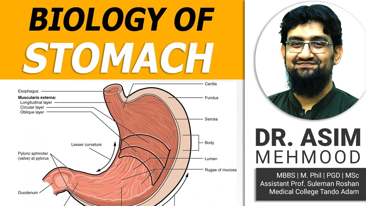 biology-of-stomach-hindi-urdu-youtube