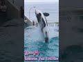 ルーナのルーピングキック超キレッキレ!! #Shorts #鴨川シーワールド #シャチ #kamogawaseaworld #orca #killerwhale