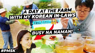 A DAY AT THE FARM | HELPING MY KOREAN IN-LAWS CUT THE APPLE FRUIT | Q&A | #pmsk