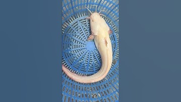 Cá Ngát đột biến quá đẹp! 7xx 😱 #GiáThủySản #Shorts