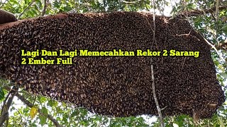 Download lagu Blessings from my lucky country #strong #source #honey #bees #foresthoney