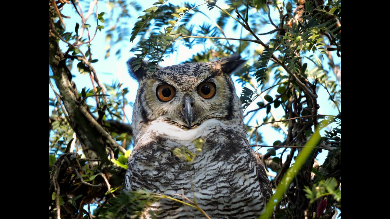 JACURUTU, A MAIOR CORUJA DAS AMÉRICAS. Bubo virginianus (Great Horned ...