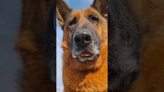 Кошка очень злой была 😂 #смешновидео #смешнойшортс #funny #fun #shorts #funnyvideo #fyp