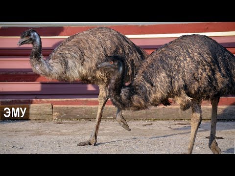 АВСТРАЛИЙСКИЙ ЭМУ. Ферма Русский страус.