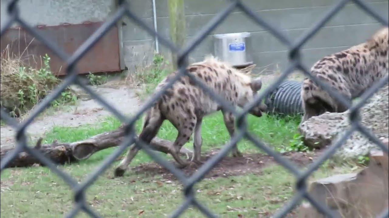Rambunctious Spotted Hyenas Act Loving Towards Each Other at Alligator