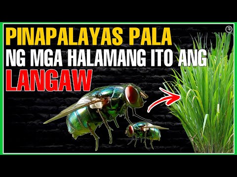 Video: Venus flytrap: kung paano alagaan ang isang halaman sa bahay