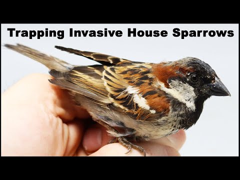 Video: How To Catch A Sparrow