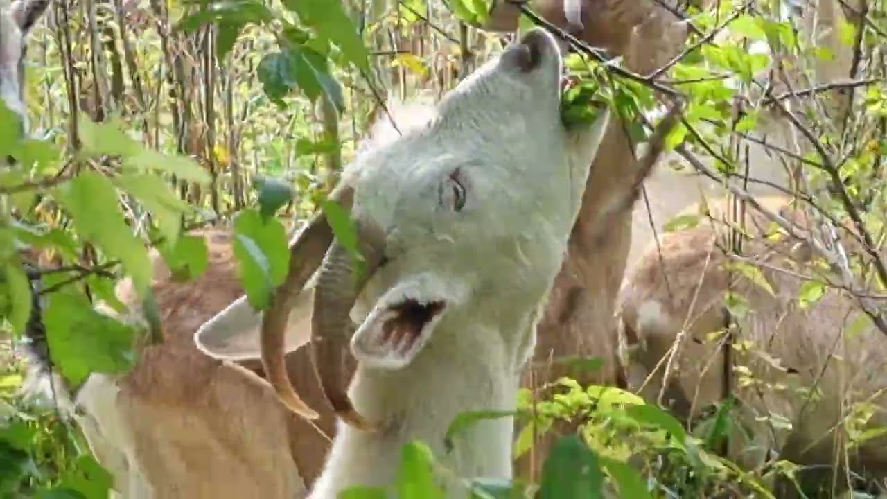 Осенние зарисовки, урожай на огороде, поездка за грибами, рецепт жареной картошки с лисичками 