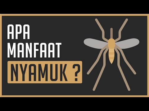 Video: Apa yang digunakan dalam kabut nyamuk?