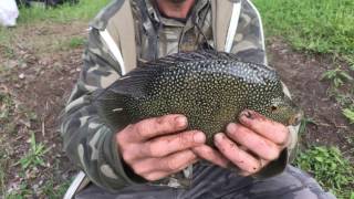 Invaded Caught My First Rio Grande Cichlid In City Park New Orleans Louisiana Youtube