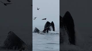 Humpback Whales Eating Thousands Of Anchovies  #Humpbackwhale #Ocean #Whale