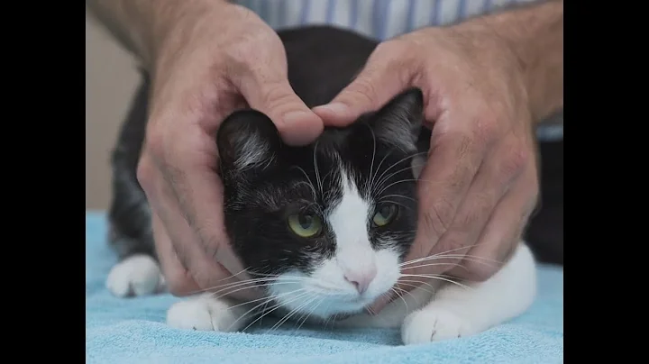 如何像專業人士一樣抱貓 - 獸醫的貓咪抱法