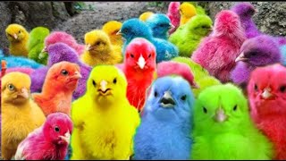 World Cute Chickens, Colorful Chickens, Rainbows Chickens, Cute Ducks, Cat, Rabbits,Cute Animals🐥🐤🦆🐟