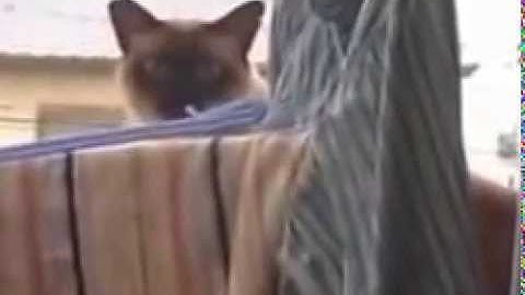 Cat Jump Fail with Music Sail by AWOLNATION   YouTube