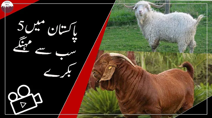 5 most expensive goats in Pakistan | |Hindi/Urdu | | public info |