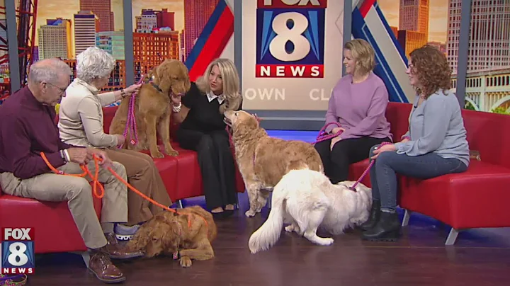 Golden Retriever Rescue in desperate need for foster families