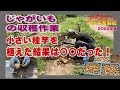 ジャガイモの収穫作業～小さいサイズの種芋で育ててみた：2022年版