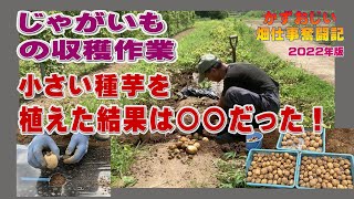 ジャガイモの収穫作業～小さいサイズの種芋で育ててみた：2022年版