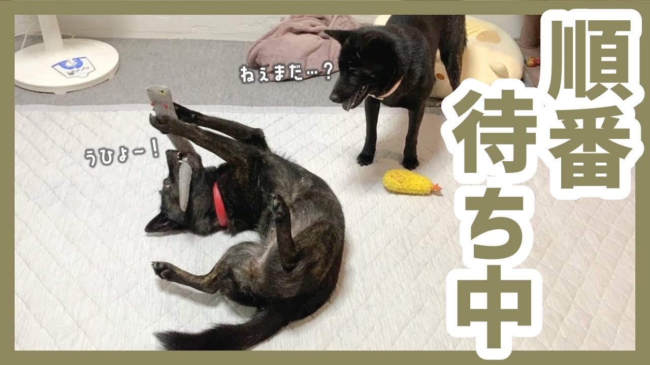 【甲斐犬】｢いいなぁー…｣と相手のおもちゃが欲しくなっちゃった子犬が可愛すぎる！