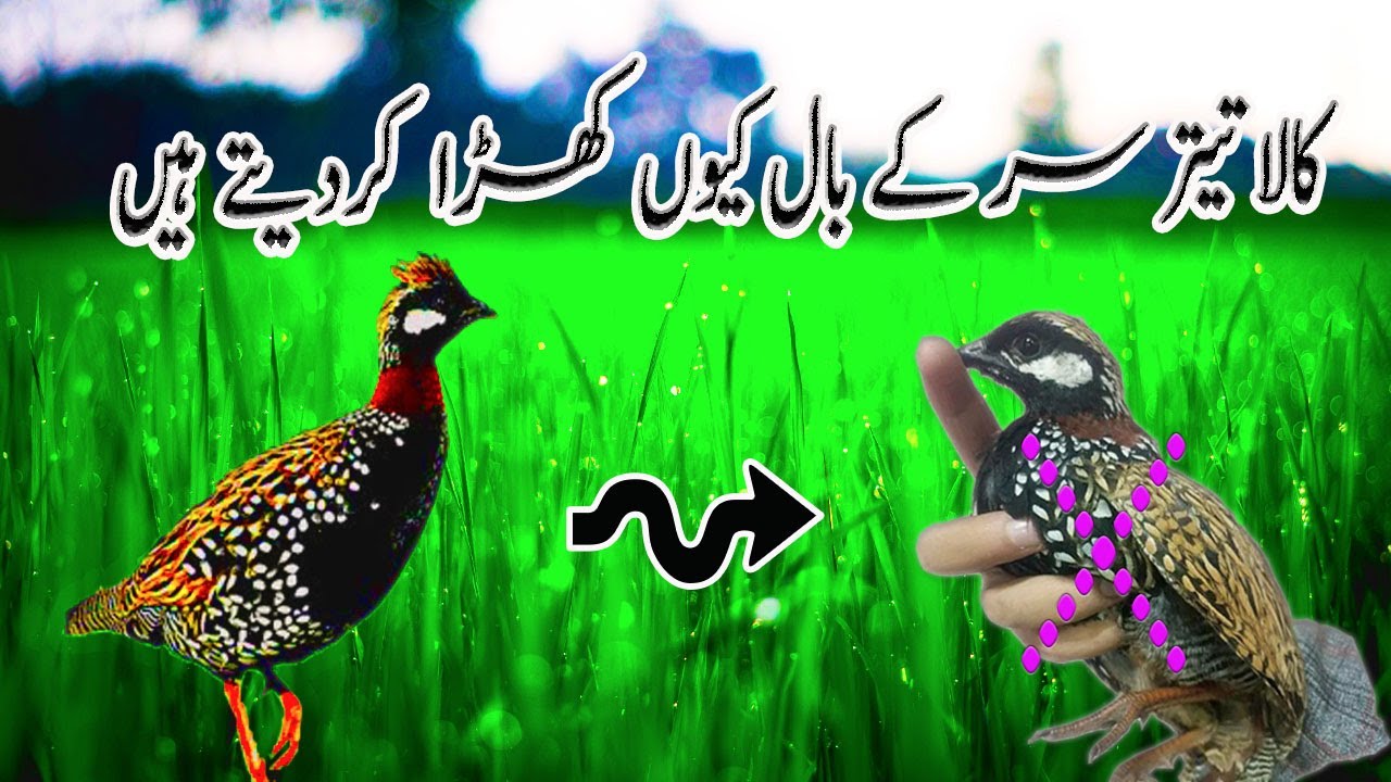 Kala Teetar Bodi Jhand Kiyon karta He|کالا تیتر جھنڈ کیوں اٹھاتا ہے
