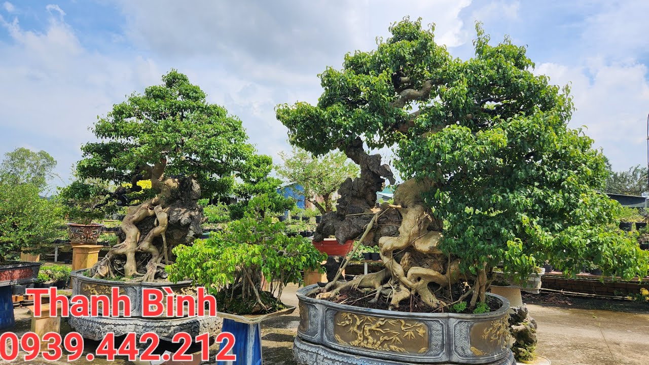 Cặp Sanh Khủng, Sơ Ri Bonsai Lớn Chào Bán ☎️ Thanh Bình #0939442212 Vạn ...