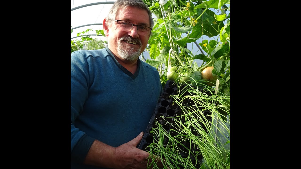 le 21/09/2021: Comment repiquer les oignons ( 2 façons )