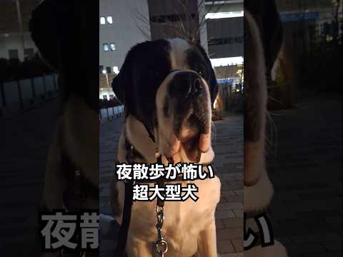 ダルメシアンが怖くて逃げてきて、遠くから眺める【超大型犬】セントバーナード #犬 #shors