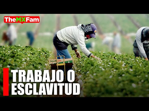 Vídeo: Què és el suport dels preus agrícoles?