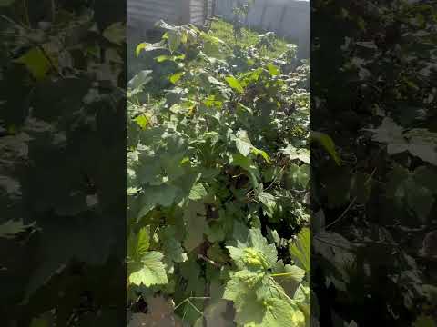 Чтобы смородина была