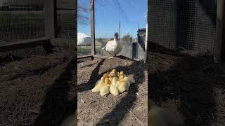 Sunbathing after a week of icy rain - two week old ducklings