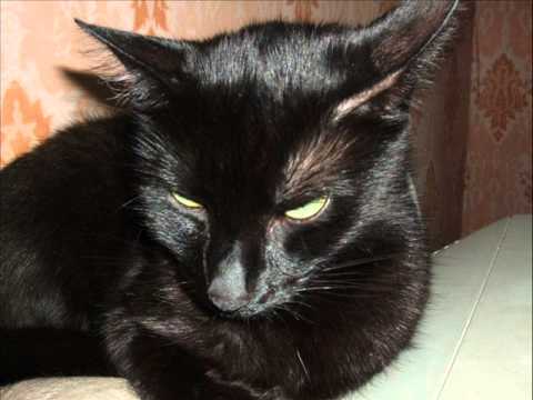 Video: Kaip Padaryti Gražią Juodą Katę Ant Spalvotų Marškinėlių