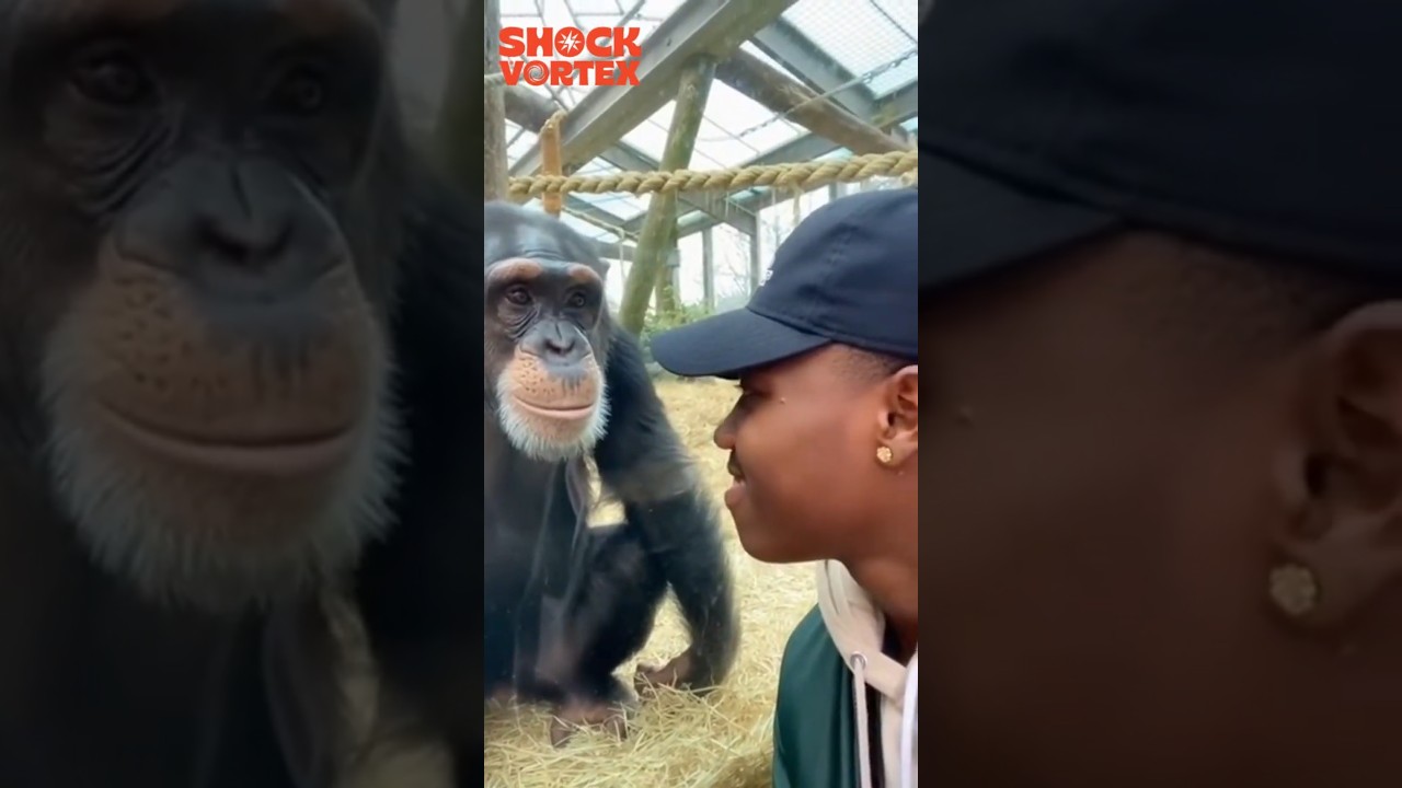 NICE HAIR?!  Chimp LOVES Tourist's Hairstyle but Can't Stop LAUGHING at It! 