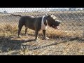 American Bully Razors Edge