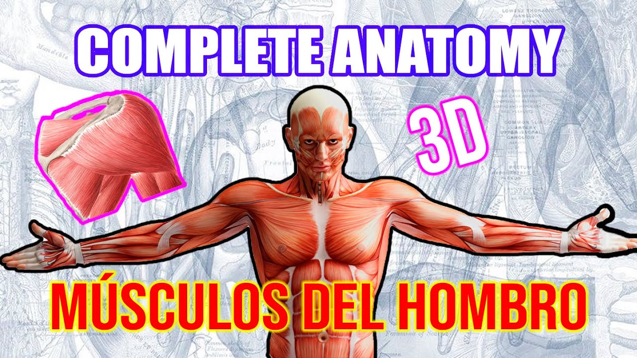Anatomía - MANGUITO ROTADOR y MÚSCULOS DEL HOMBRO en 3D (Origen, Inserción, Acción, Inervación)