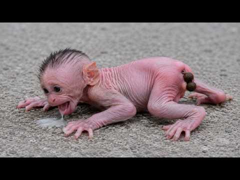 Cute Poor Baby Monkey Looking for Mommy | Live Wildlife Stream