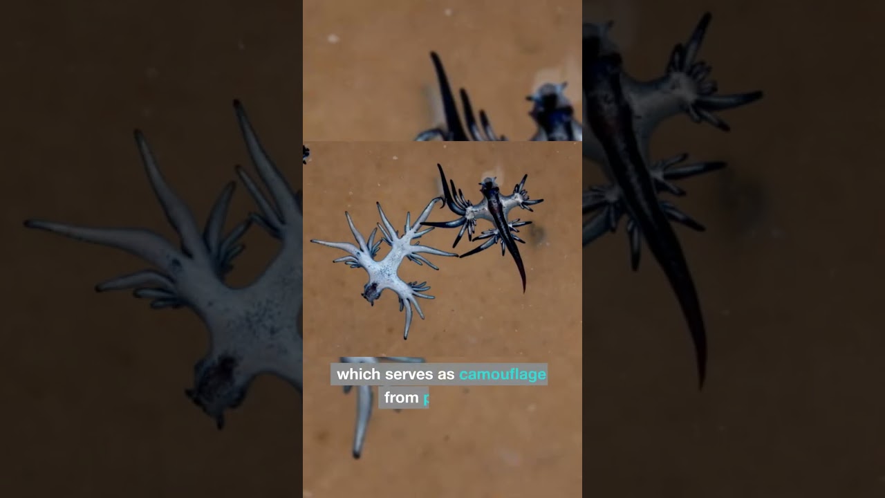 Did you know about the Blue Sea Dragon? 🌊 