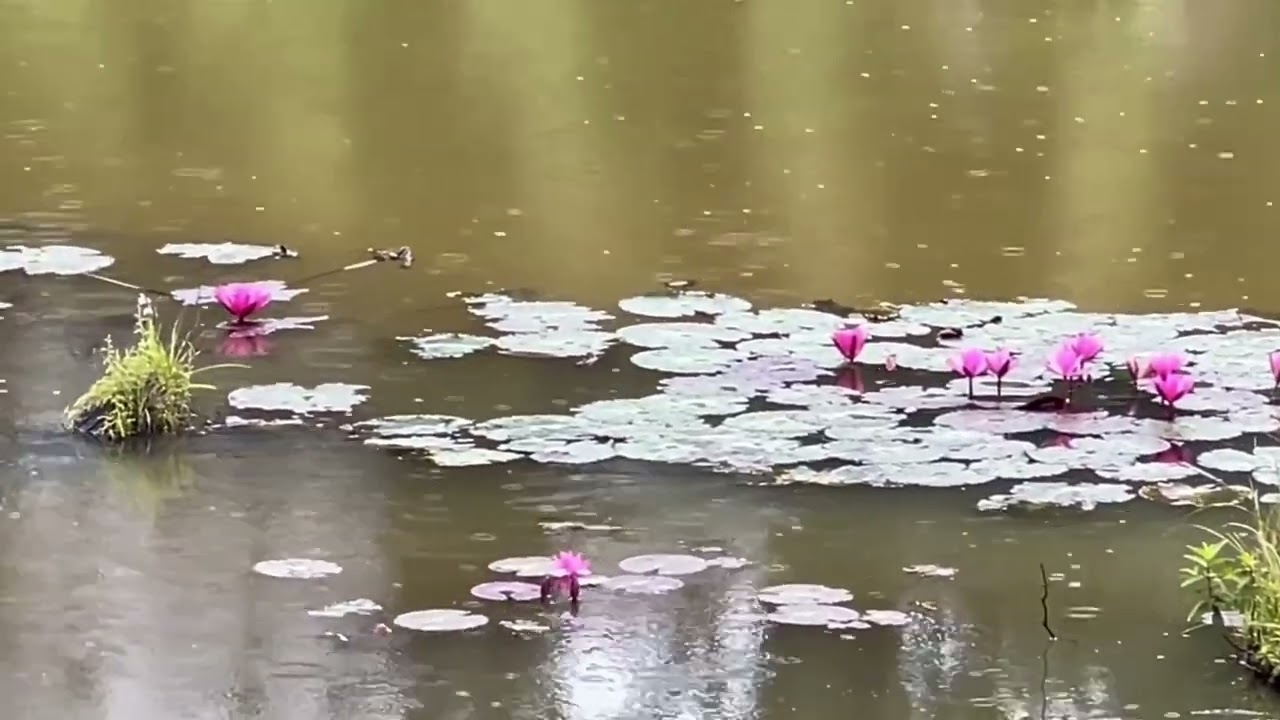 История 15 летней Филиппики …