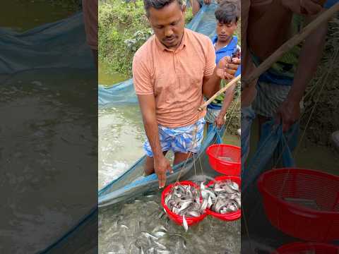 ৬০ পিসে কেজি পাঙ্গাস মাছের পোনা মেপে বিক্রি হচ্ছে🐟 #fish #fishing #shorts