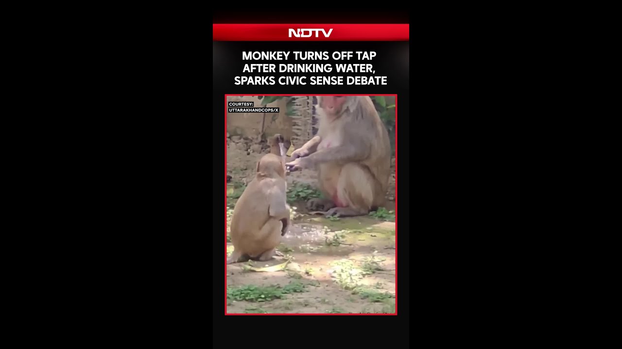 Monkey Turns Off Tap After Drinking Water, Sparks Civic Sense Debate