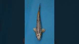 Unique Kawarigoi Koi 24cm Nisai (EK7006) – Stunning Ginrin Skin 🇯🇵🎏