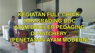 Grading DOC Ayam Boiler Di Penetasan Ayam // Grading DOC Of Broiler Chicken In Chicken Hatchery