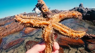 Sea Star Star Fish Sea Urchin Sea Cuber