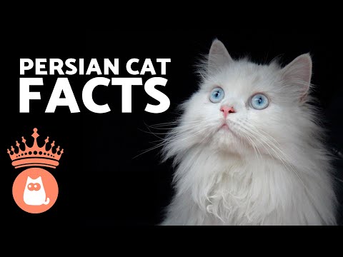 10 FACTS About PERSIAN CATS 🐱 Do You Know Them All?