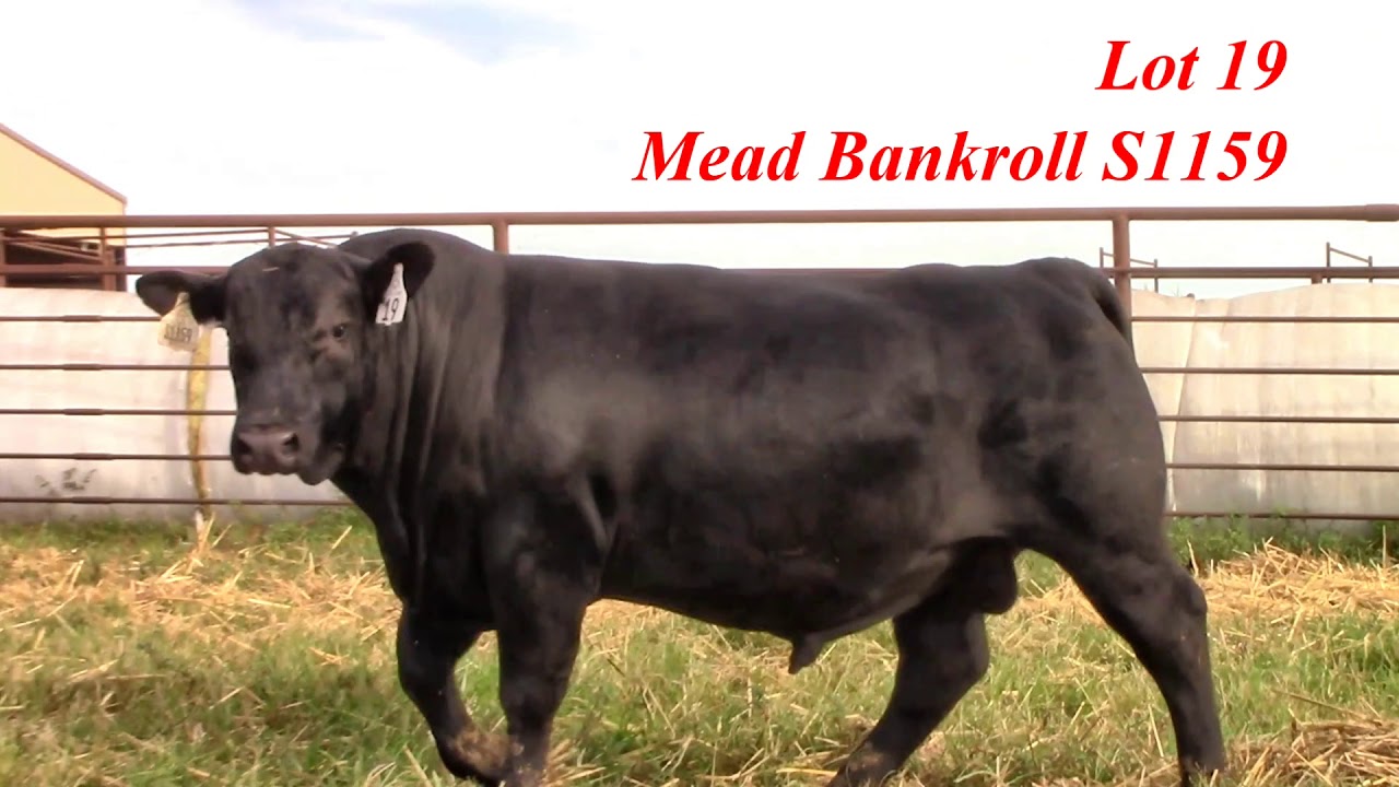 Mead Farms Lot 19 YouTube