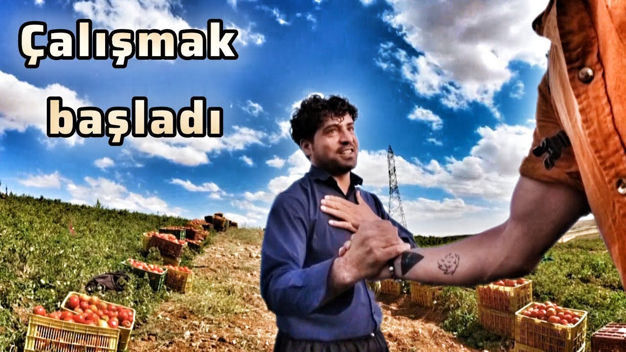 Doğayla İç İçe: Zincan’ın Köyünde Domates toplama