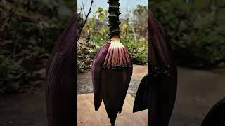 Step-by-Step Guide: Cleaning and Prepping Banana Flowers